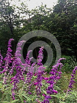 blooming lavender flower