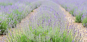 Blooming lavender flowers in field