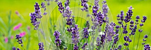 Blooming lavender flowers on green grass background on a sunny day. Web banner