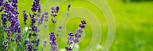Blooming lavender flowers on green grass background on a sunny day. Web banner