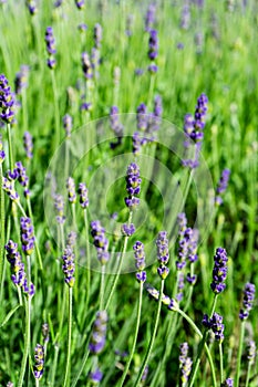 Blooming lavender flowers. Lavender field