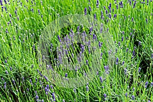 Blooming lavender flowers. Selective focus.