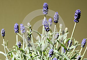 Blooming lavender