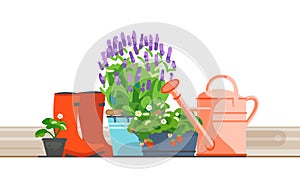 Blooming lavender iron bucket, strawberry in pots, watering can and rubber boot for home gardening. Vector illustration