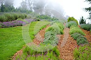 Blooming lavender plants at the Alii Kula Lavender Farm on Maui