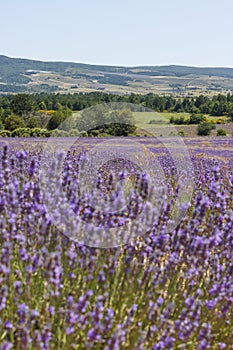 Blooming lavender plants in summer in france