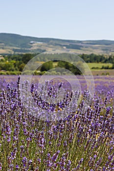 Blooming lavender plants in summer in france
