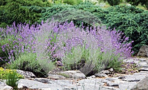 Blooming lavender on the rockery photo