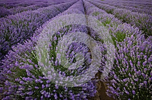 blooming lavender rows