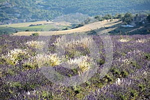 Blooming lavender`s fields , with bunches of white colored grasses