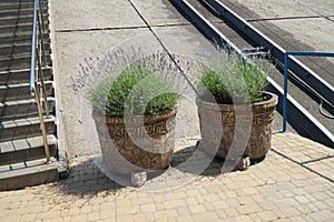 Blooming lavender shoots in a pot