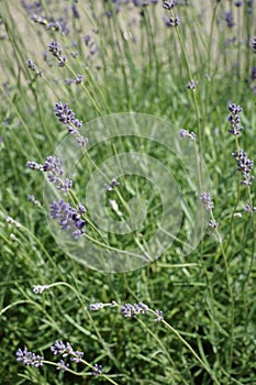 Blooming lavender shoots in a pot