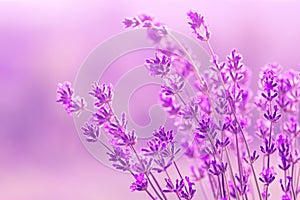 Blooming lavender in the sunlight, pastel colors and blur background. Soft light effect. Place for text