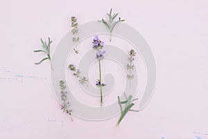 Blooming lavender and thyme herbs on pink table. Healthy herbal flowers and leaves pattern composition. Decorative