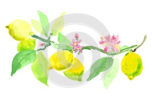 Blooming lemon. The branch of a lemon with fruits and flowers. V