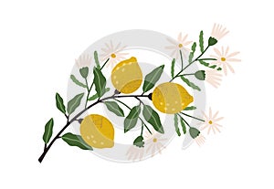 Blooming lemon tree branch with yellow citrus fruits, blossomed flowers and leaves. Plant with ripe fruitage. Modern