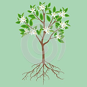 Blooming lemon tree with roots on a green background.