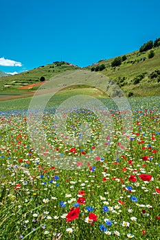 Blooming of lentil on Castelluccio di Norcia plain