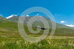 Blooming of lentil on Castelluccio di Norcia plain