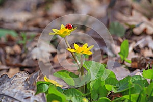 Blooming lesser celandine (Ficaria verna) with a ladybird beetle on a flower, in early spring in the forest