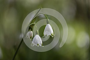 Blooming Leucojum aestivum in a garden