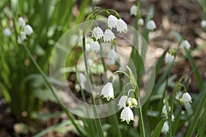 Blooming Leucojum aestivum in a garden