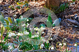 Blooming Leucojum vernum, beautiful spring flowers among broken bottles and plastic trash. Barbaric attitude towards nature,