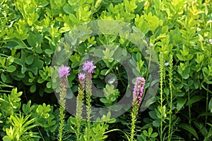 Blooming Liatris flowers in front of False Blue Indigo plants in the summer