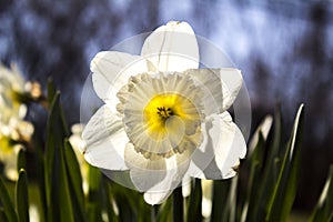 Blooming Life - Tulip