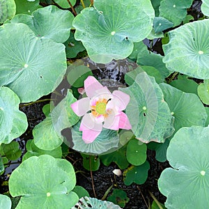 Blooming light pink lotus, fresh green leaves