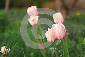 Blooming light pink tulips, selective focus