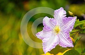 Blooming light purple clematis flower on a background of blurred green grass. Summer. Place for text
