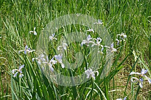 Blooming light violet irises in spring