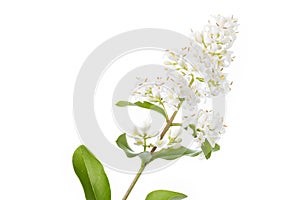 Blooming Ligustrum shrub on white background photo
