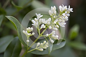 Blooming Ligustrum Vulgare photo