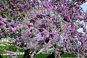 Blooming lilac