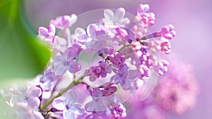 Blooming lilac