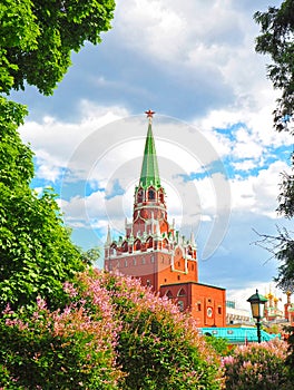 Blooming lilac against the backdrop of the Kremlin in Alexander Garden in Moscow