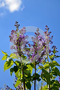 Blooming lilac against the blue sky. Clear spring day.