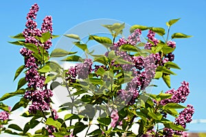 Blooming lilac against the blue sky, lilac flowers.