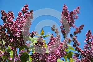 Blooming lilac against the blue sky. spring nature in the Park. lilac flowers.