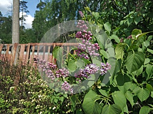 Blooming lilac on the background of the old iron fence. Buds of lilac.