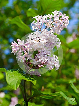 Blooming lilac on blue sky