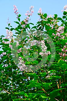 Blooming lilac on blue sky