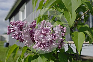 Blooming lilac on a blue sky background