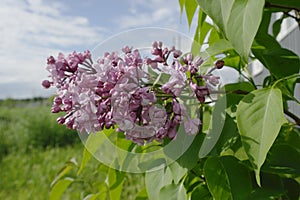 Blooming lilac on a blue sky background