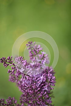 Blooming lilac branch in the defocus on the blurred natural green background. Spring. Text place. Vertical.