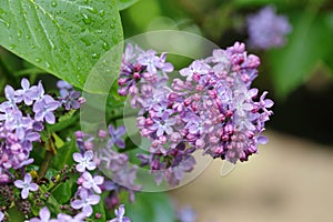 A blooming lilac branch in the garden