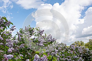 Blooming lilac bush.