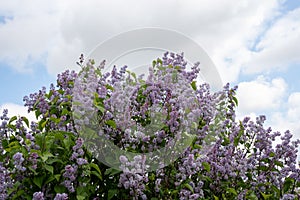 Blooming lilac bush.